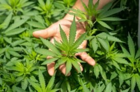 Cannabis Medicinal, uma agenda necessária?